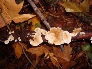 Image of Gymnopus mushroom?