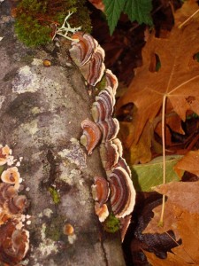 Image of Turkey Tail mushrooms