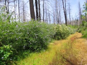 Image of Ceanothus re-growth at Boggs Mountain along a trail in the spring