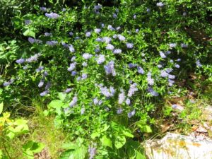Image of Ceanothus re-growth at Boggs Mountain along a trail in the spring